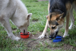 Single Blue Silicone Collapsible Travel Bowl