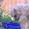 Single Blue Silicone Collapsible Travel Bowl