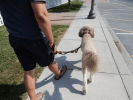 Omni Multi-Length Leash