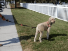 Omni Multi-Length Leash