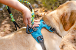 Alpine 10MM Kernmantle Rope Leash