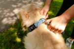 Tidal Pattern Dog Collar