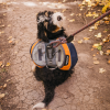 Adventurer 2-piece Dog Pack With EZ Latch  Harness