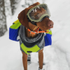 Adventurer 2-piece Dog Pack With EZ Latch  Harness