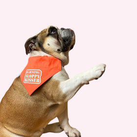 "Warning Sloppy Kisser" Orange Collar Bandana (Color: , size: large)