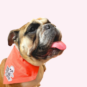 "Bad Motha Fluffa" Orange Collar Bandana (Color: , size: large)